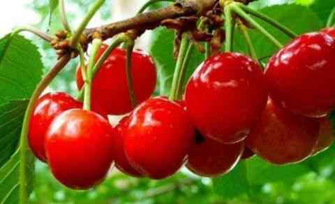 25种大樱桃品种「樱桃品种大全介绍及图片」