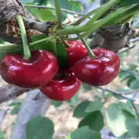 25种大樱桃品种「樱桃品种大全介绍及图片」