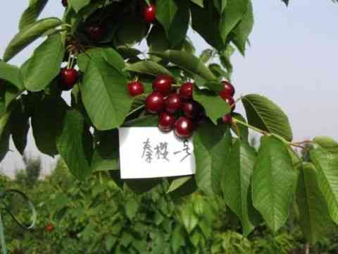 25种大樱桃品种「樱桃品种大全介绍及图片」