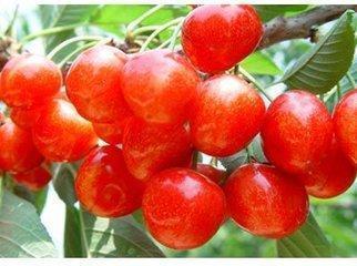 25种大樱桃品种「樱桃品种大全介绍及图片」
