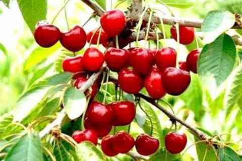 25种大樱桃品种「樱桃品种大全介绍及图片」