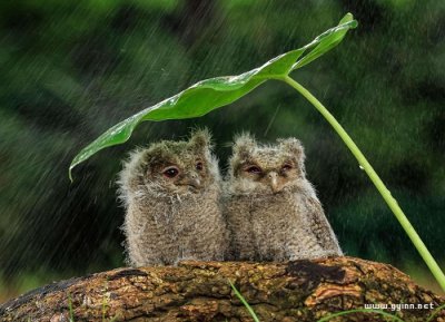 ​白居易《喜雨》原文及翻译（白居易喜雨译文）