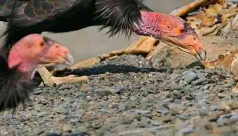 世界上最丑的动物排行榜，你觉得第一丑是谁？