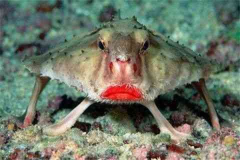 世界上最丑的动物排行榜，你觉得第一丑是谁？