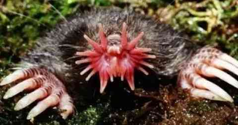 世界上最丑的动物排行榜，你觉得第一丑是谁？