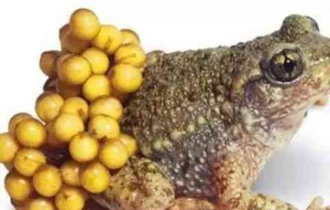 世界上最丑的动物排行榜，你觉得第一丑是谁？