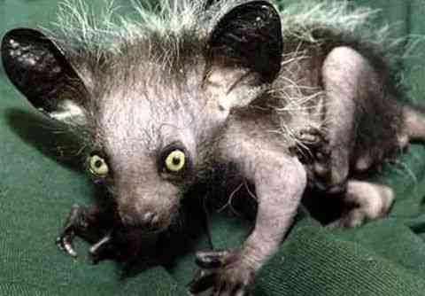 世界上最丑的动物排行榜，你觉得第一丑是谁？