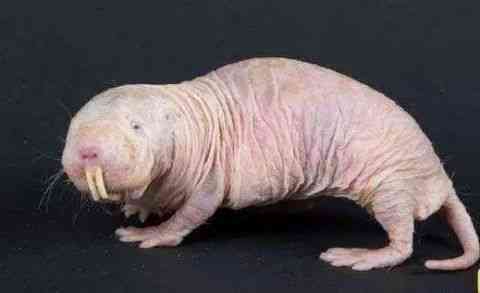 世界上最丑的动物排行榜，你觉得第一丑是谁？