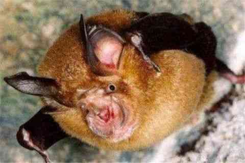 世界上最丑的动物排行榜，你觉得第一丑是谁？