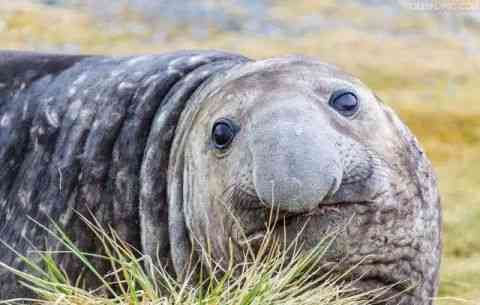 世界上最丑的动物排行榜，你觉得第一丑是谁？