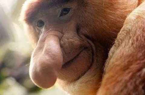 世界上最丑的动物排行榜，你觉得第一丑是谁？