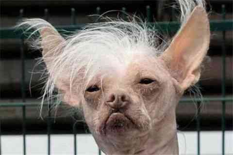 世界上最丑的动物排行榜，你觉得第一丑是谁？