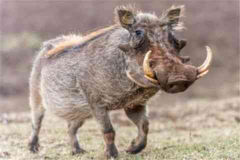 世界上最丑的动物排行榜，你觉得第一丑是谁？