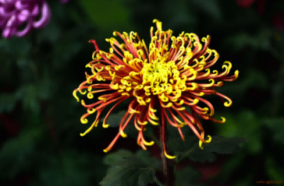 ​关于菊花的诗有哪些（描写菊花的10首经典古诗）