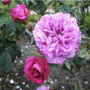 ​野生孔子粉多少钱一斤