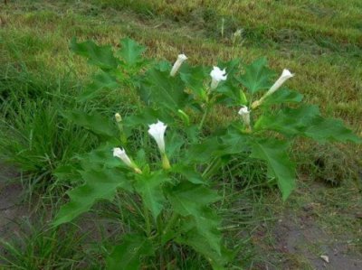 ​摩诃曼陀罗华（被称为天使与魔鬼的曼陀罗）