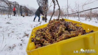 ​杰克逊瑞格冰酒怎么喝(杰克逊瑞格园主特酿维多冰酒)