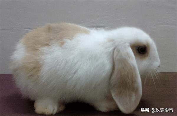 兔子的颜色有哪些(兔子一共有几种颜色)