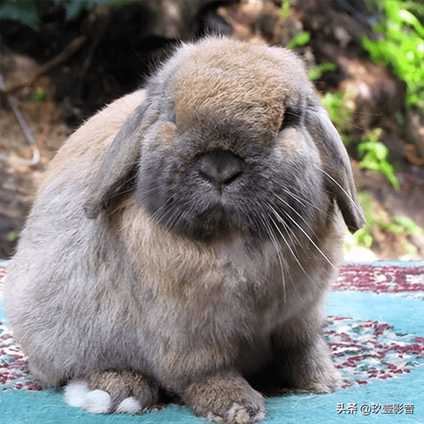 兔子的颜色有哪些(兔子一共有几种颜色)