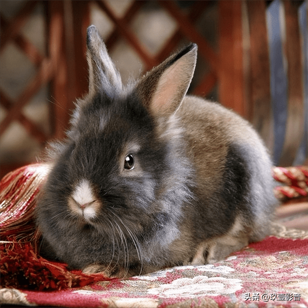 兔子的颜色有哪些(兔子一共有几种颜色)