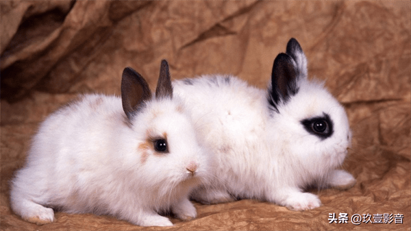 兔子的颜色有哪些(兔子一共有几种颜色)