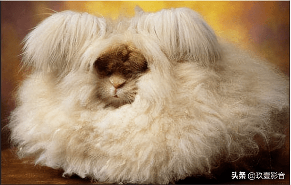 兔子的颜色有哪些(兔子一共有几种颜色)