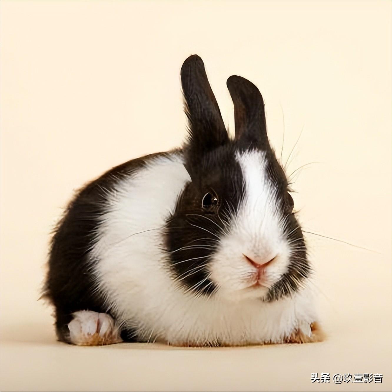 兔子的颜色有哪些(兔子一共有几种颜色)