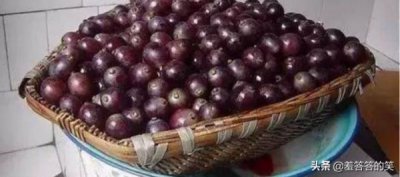 ​鍐滃钁¤悇閰?***  *** (鍐滃鑷埗钁¤悇閰?