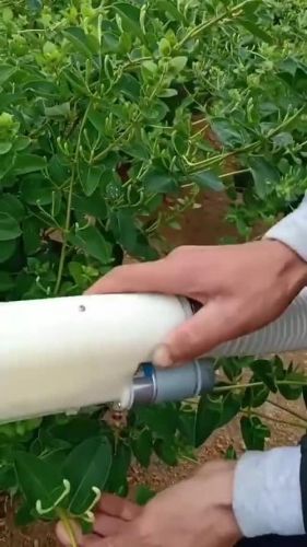 金银花采摘机器(金银花采摘机一天能采多少斤金很花)-第1张图片-