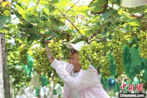 巨峰葡萄产地在哪(巨峰葡萄产地哪里最好吃)-第2张图片-