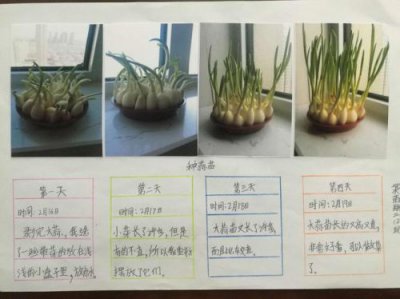 ​蒜苗的生长过程观察日记100字(蒜苗的生长过程观察日记300字)