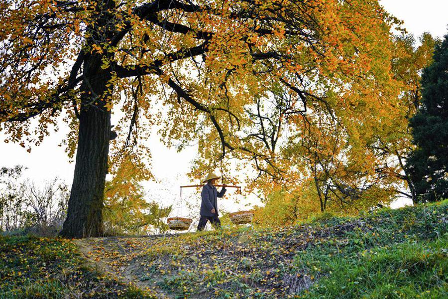中原银杏第一村：新县千斤乡名称由来