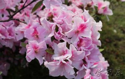 ​杜鹃花一年开几次花，杜鹃花的3次花期时间