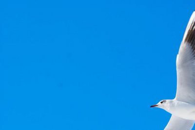 ​蓝色夏天吸热吗