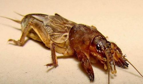 益虫有哪些动物(益虫有哪些一年级下册)-第2张图片-