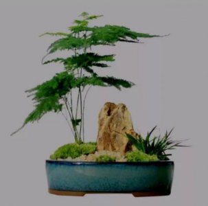 ​大型盆景花盆批发_大型盆景花盆推荐