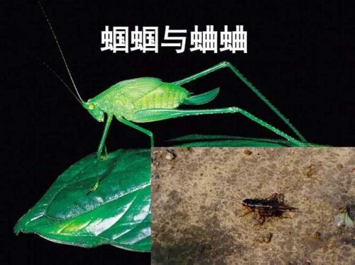 蝈蝈和蛐蛐的区别(蝈蝈和蛐蛐吹牛皮原文)-第1张图片-