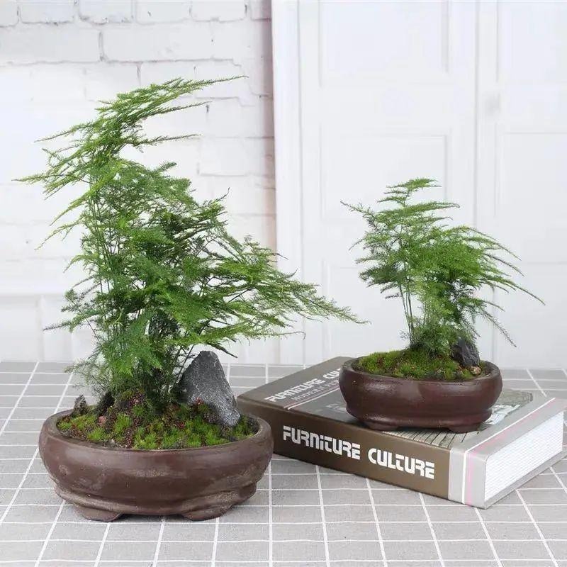 文竹用啥水浇好（用什么水浇文竹最好活）