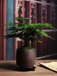 ​文竹用啥水浇好（用什么水浇文竹最好活）