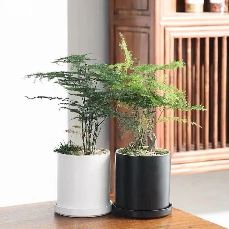 文竹用啥水浇好（用什么水浇文竹最好活）