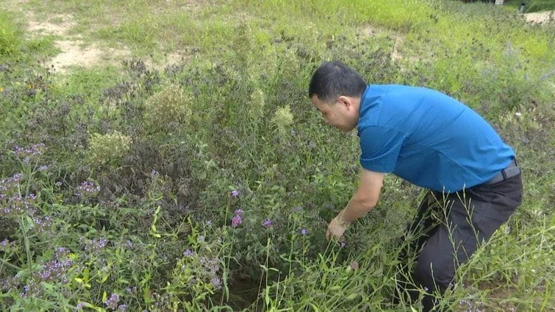 空气中白色的小虫子像灰尘（小白虫像灰尘是什么虫）