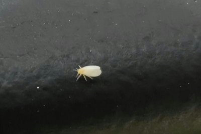 ​空气中白色的小虫子像灰尘（小白虫像灰尘是什么虫）