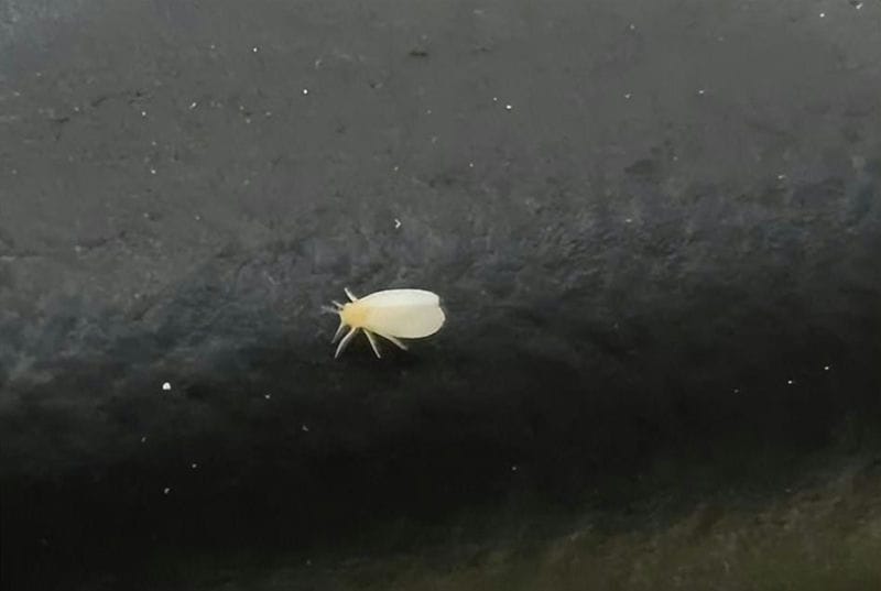 空气中白色的小虫子像灰尘（小白虫像灰尘是什么虫）