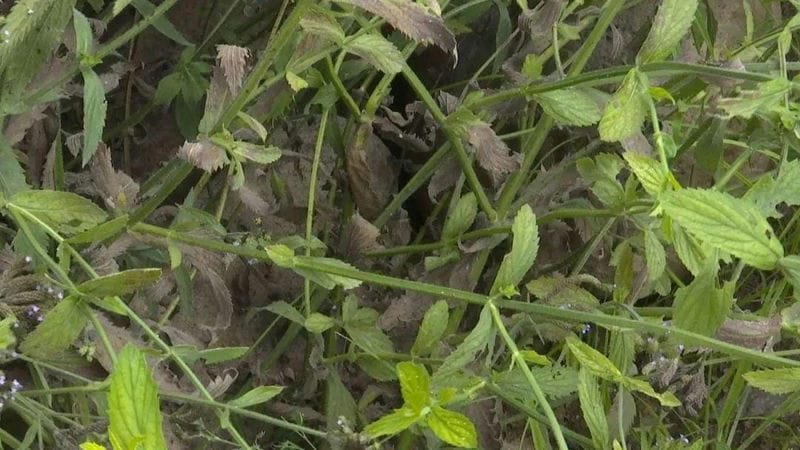 空气中白色的小虫子像灰尘（小白虫像灰尘是什么虫）