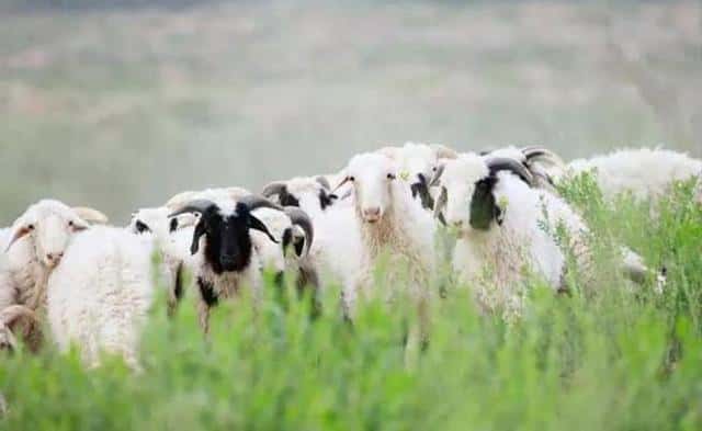 宁夏羊肉牌子（宁夏羊肉哪里出名）