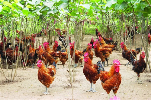 鸡突然死亡是什么原因(鸡好好的为什么突然死了)