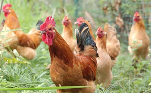 鸡突然死亡是什么原因(鸡好好的为什么突然死了)