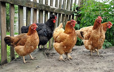 ​鸡突然死亡是什么原因(鸡好好的为什么突然死了)