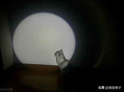 ​银渐层猫一般市场价多少(银渐层猫多少钱)