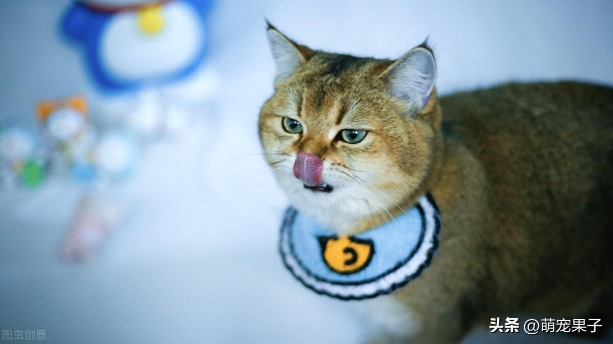 银渐层猫一般市场价多少(银渐层猫多少钱)